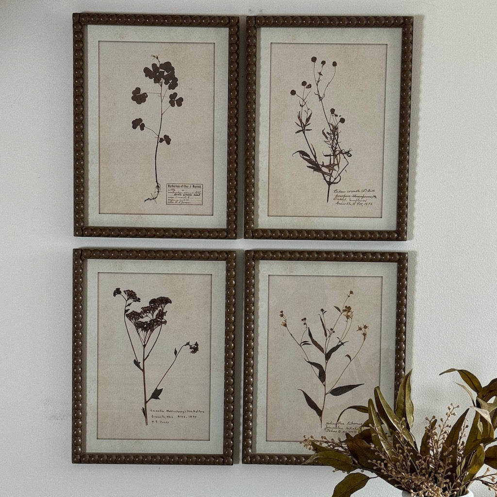 Brown Bobbin Herbier Print Set 4