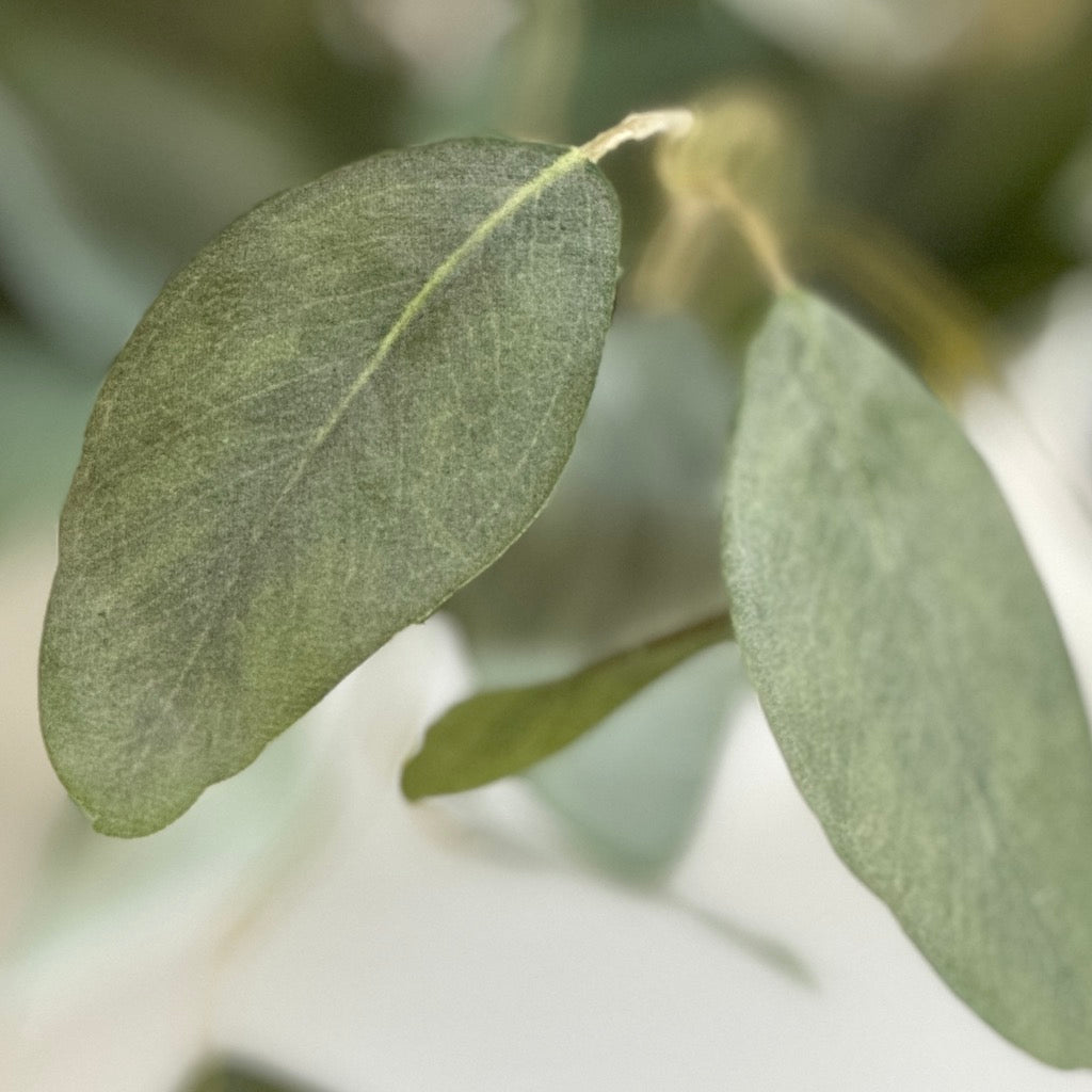 Faux Eucalyptus Populus