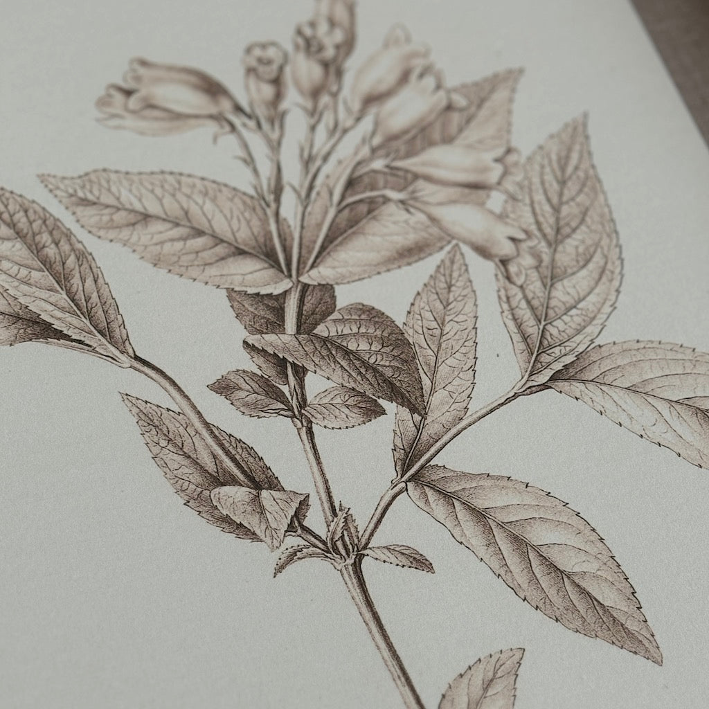 Linen Mounted Botanical Prints