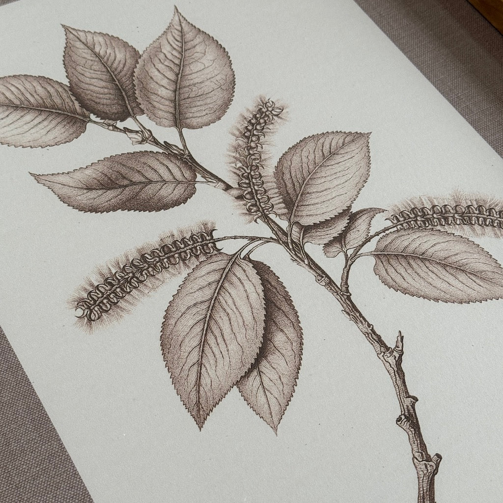 Linen Mounted Botanical Prints