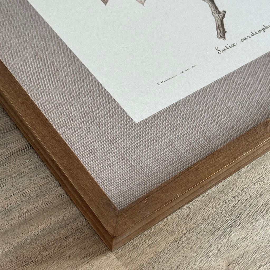 Linen Mounted Botanical Prints