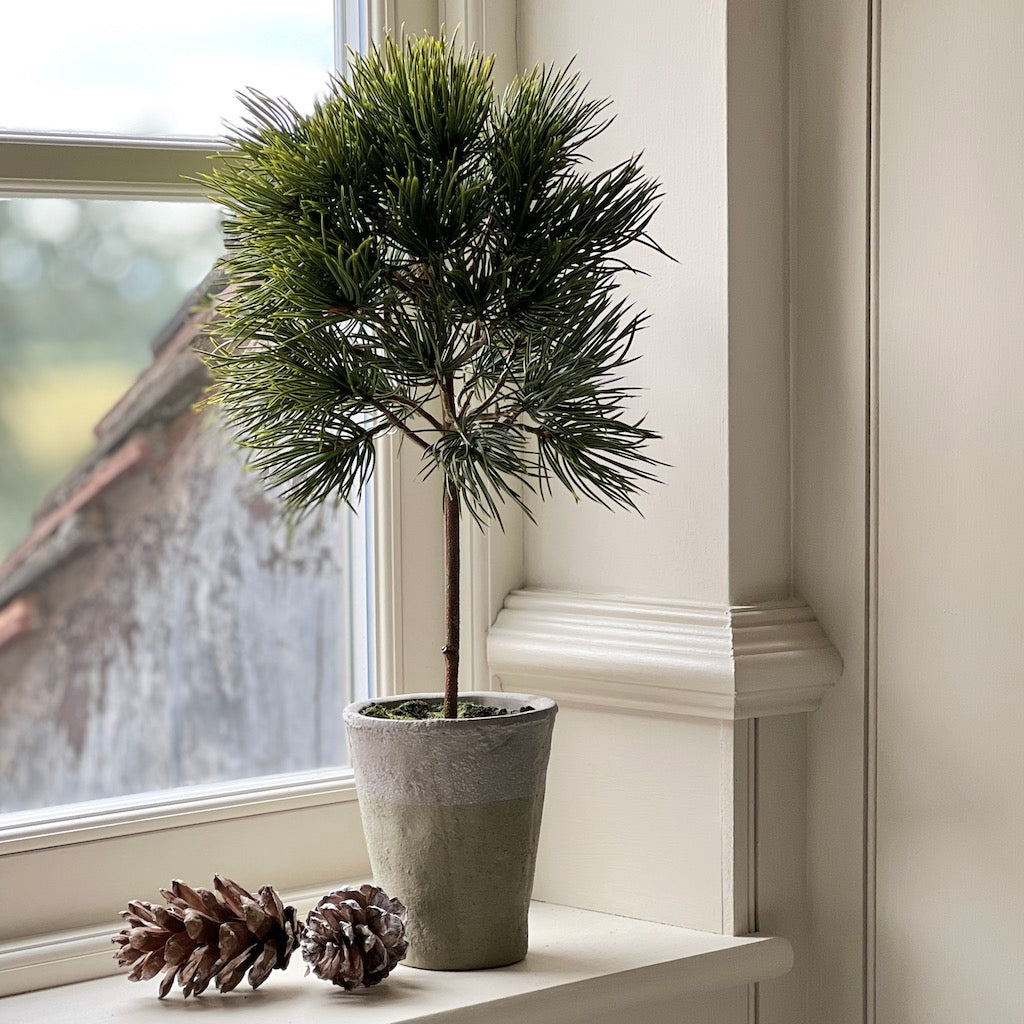 Pine Topiary Clay Pot