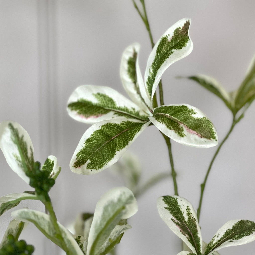 Faux Variegated Ficus Leaf Stem