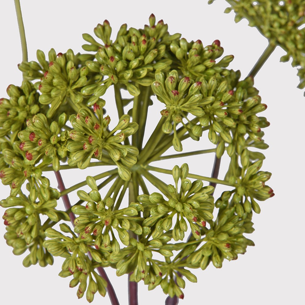 Faux Angelica Seed Head Stem